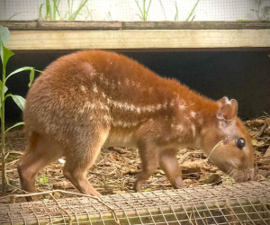 Paca - Image 3