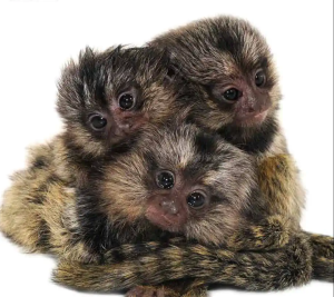 Baby Marmoset Monkey