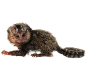 Baby Marmoset Monkey - Image 2