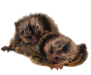 Baby Marmoset Monkey - Image 3