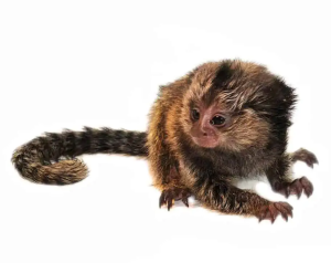 Baby Marmoset Monkey - Image 4