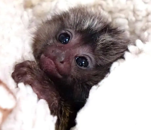 Baby Marmoset Monkey - Image 5
