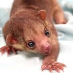 Baby Female Kinkajou