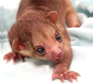 Baby Female Kinkajou