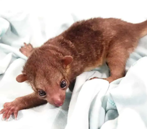 Baby Female Kinkajou - Image 2