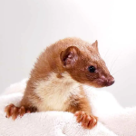Least Weasel