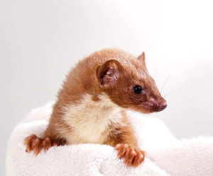 Least Weasel