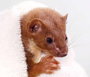 Least Weasel - Image 2