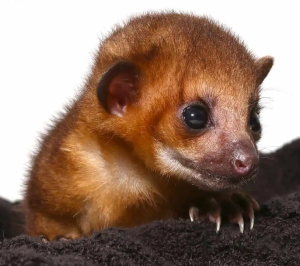 Baby Male Kinkajou - Image 3