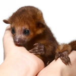 Baby Male Kinkajou - Image 4