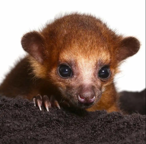 Baby Male Kinkajou