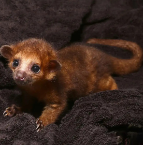 Baby Male Kinkajou - Image 5