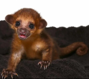 Baby Male Kinkajou - Image 2