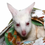 Bennett’s Wallaby
