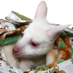 Bennett’s Wallaby - Image 4