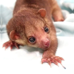 Juvenile Kinkajou