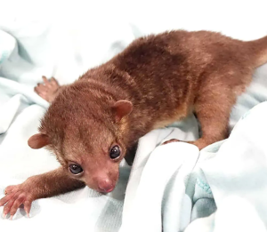 Juvenile Kinkajou - Image 2
