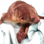 Juvenile Kinkajou - Image 3