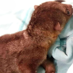 Juvenile Kinkajou - Image 4