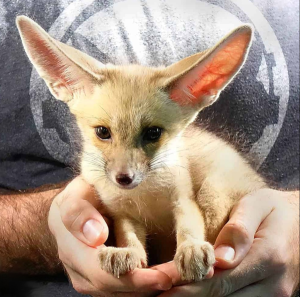 Ruppell’s Fox