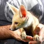 Ruppell’s Fox - Image 2