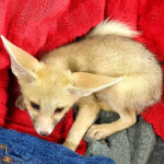 Ruppell’s Fox - Image 3