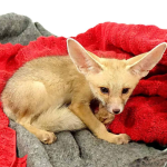Ruppell’s Fox - Image 4