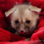C. B. Baby Ruppell’s Fox - Image 2