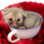 C. B. Baby Ruppell’s Fox - Image 3