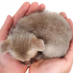 C. B. Baby Ruppell’s Fox - Image 4