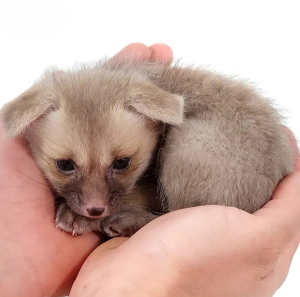 C. B. Baby Ruppell’s Fox
