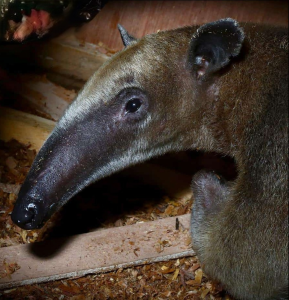 Tamandua Anteater - Image 2