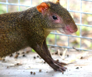 Red Rumped Agouti - Image 3