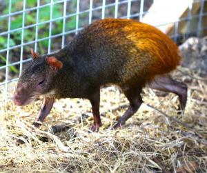 Red Rumped Agouti - Image 2
