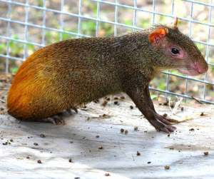 Red Rumped Agouti