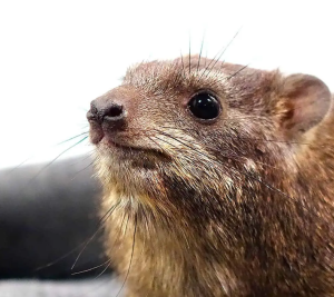 Rock Hyrax - Image 3