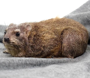 Rock Hyrax