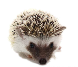 Baby Hedgehogs