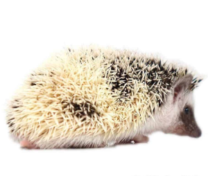 Baby Hedgehogs - Image 4