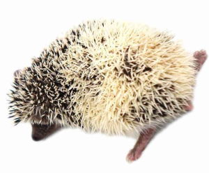 Baby Hedgehogs - Image 3