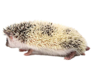 Baby Hedgehogs - Image 2