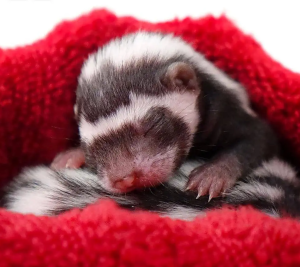 Baby Libyan Striped Weasel
