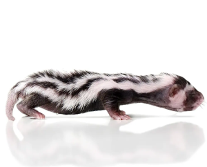 Baby Libyan Striped Weasel - Image 3