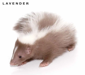 Baby Striped Skunk - Image 3