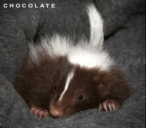 Baby Striped Skunk - Image 2