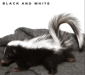 Baby Striped Skunk
