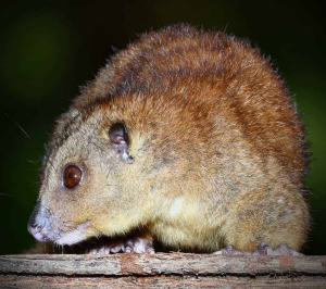 Cuscus