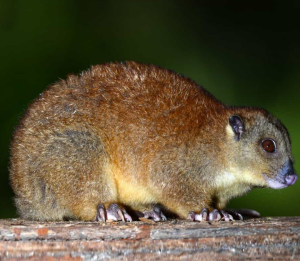 Cuscus - Image 2