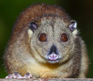 Cuscus - Image 3