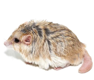 Duprasi